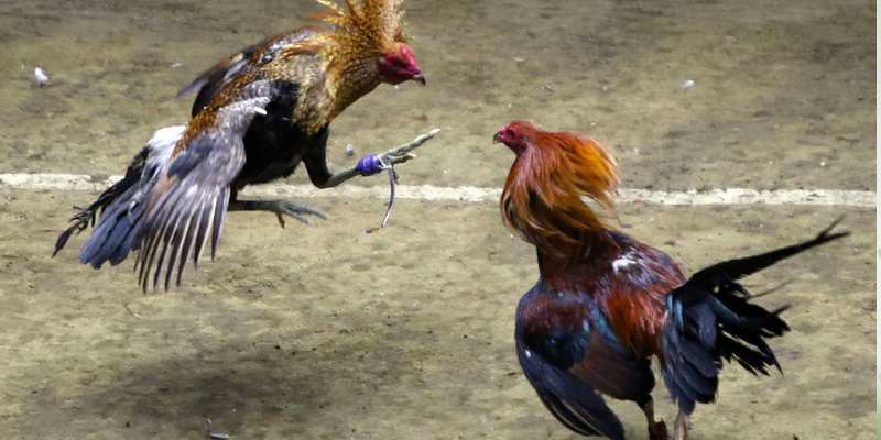 Phân tích các loại hình đá gà phổ biến tại đá gà Sanclub